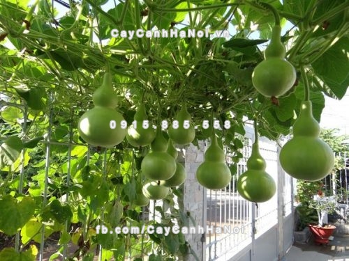 Những loại cây cảnh mang lại điềm may trong năm mới mà bạn có thể rất hào hứng khi nghe đến tên của chúng 1 những loại cây cảnh mang lại điềm may trong năm mới