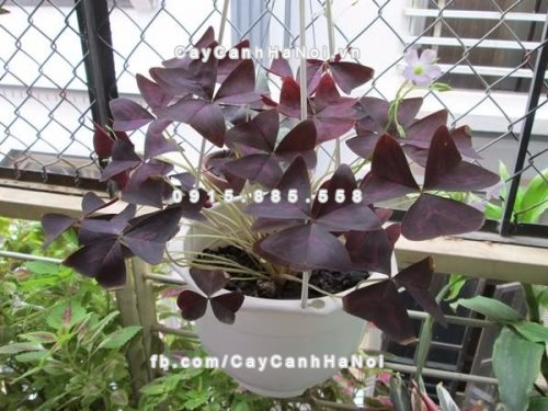 Những loại cây cảnh gia tăng tài lộc trên bàn làm việc cho các anh chị nhân viên văn phòng 2 cây cảnh gia tăng tài lộc trên bàn làm việc