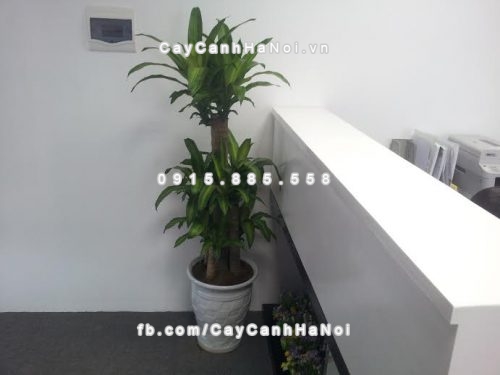 Những loại cây cảnh văn phòng được ưa chuộng