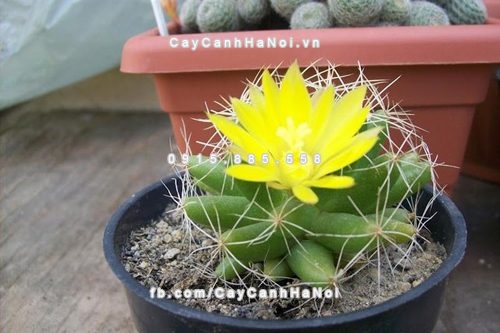 Một số loại cây hoa để bàn làm việc theo phong thủy mà các bạn dân văn phòng nên biết 2 mot-loai-cay-hoa-de-ban-lam-viec-theo-phong-thuy-ma-cac-ban-dan-van-phong-nen-biet