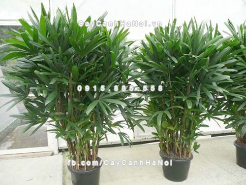 Các loại cây cảnh dễ trồng giúp bạn có sức khỏe tốt 1 1