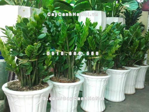 Các loại cây nên trồng rước may mắn vào nhà bạn 1 1