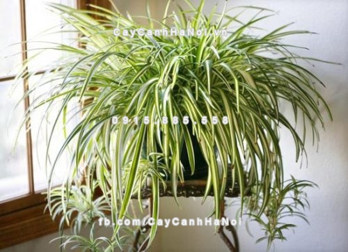 Tôi muốn hỏi khi đặt cây cảnh trong văn phòng có lợi ích gì, và cách sắp xếp những loại cây cảnh phong thủy 2 2