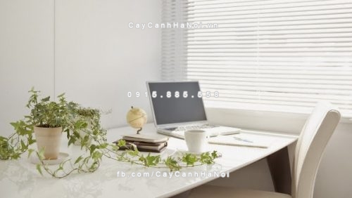 Các loại cây cảnh tốt cho văn phòng làm việc của bạn mà không cần để ý khi chơi cây cảnh phong thủy 1 2