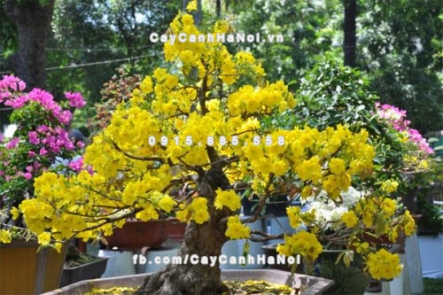 Những loại cây cảnh mang lại điềm may trong năm mới mà bạn có thể rất hào hứng khi nghe đến tên của chúng 2 Cây hoa mai