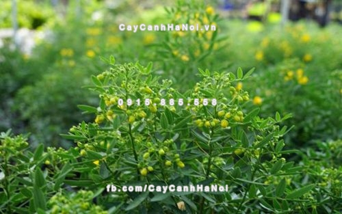 Những loại cây cảnh văn phòng được ưa chuộng