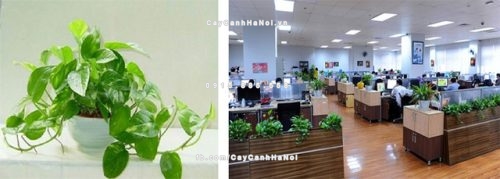 cây để bàn hút bức xạ máy tính cực tốt dân văn phòng