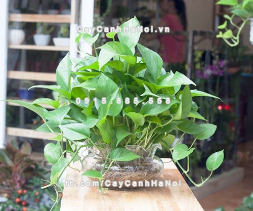 Các loại cây cảnh dễ trồng giúp bạn có sức khỏe tốt 2 2