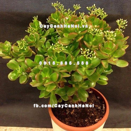 Các loại cây nên trồng rước may mắn vào nhà bạn 2 2