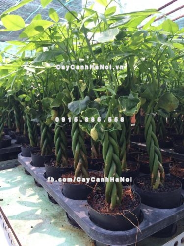 những cây cảnh phong thuỷ trong văn phòng