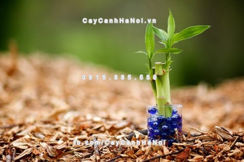 Những loại cây mang lại tài vận dồi dào cho gia chủ mà bạn không muốn bỏ qua 3 những loại cây mang lại tài vận dồi dào