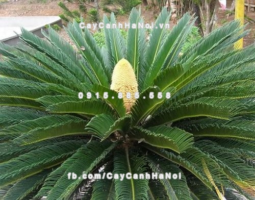 Những loại cây cảnh văn phòng được ưa chuộng