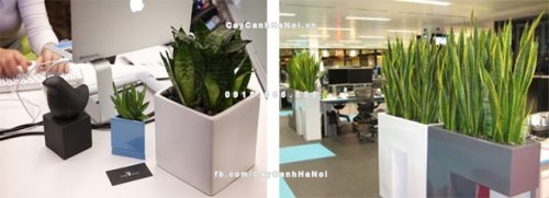 Giải đáp chủ đề đặt cây gì ở bàn làm việc cho hợp phong thủy 2 đặt cây gì ở bàn làm việc cho hợp phong thủy