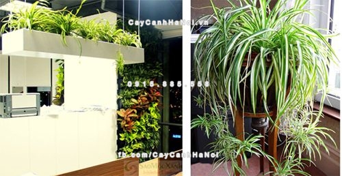 những cây cảnh phong thuỷ trong văn phòng