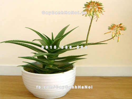 Một số loại cây hoa để bàn làm việc theo phong thủy mà các bạn dân văn phòng nên biết 1 mot-loai-cay-hoa-de-ban-lam-viec-theo-phong-thuy-ma-cac-ban-dan-van-phong-nen-biet