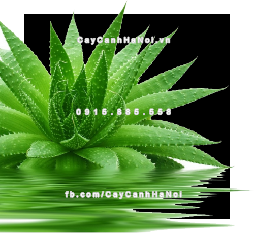 Các loại cây cảnh có ích nhất trong nhà 2 Cac-loai-cay-canh-co-ich-trong-nha-1