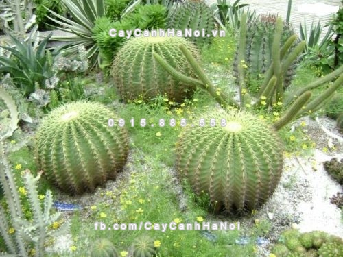 Các loại cây cảnh có ích nhất trong nhà 3 Cac-loai-cay-canh-co-ich-trong-nha-3