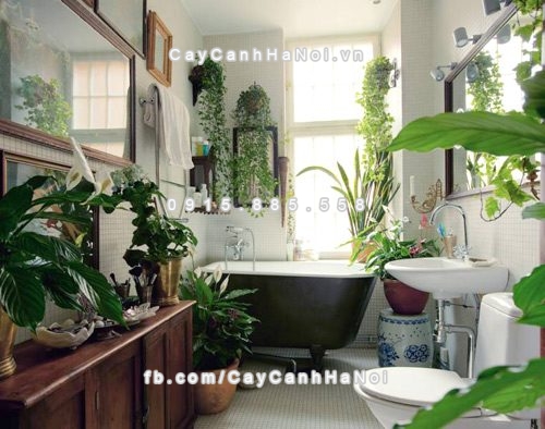 Các loại cây cảnh có ích nhất trong nhà 1 Cac-loai-cay-canh-co-ich-trong-nha