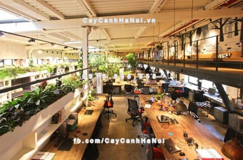 cay-xanh-phong-thuy-trang-tri-van-phong