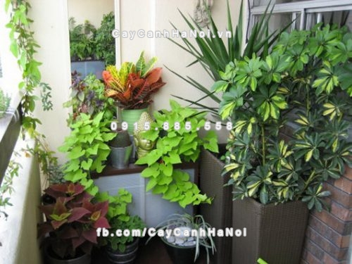 Chú ý khi bài trí cây cảnh theo phong thủy 4 bai-tri-cay-canh-theo-phong-thuy-3
