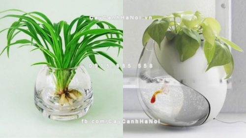 bai tri cay canh theo phong thuy 4