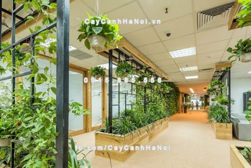 bai tri cay xanh de tao vuong khi cho van phong