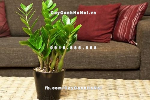 Những loại cây xanh mang lại tài lộc cho gia chủ mà bạn nên biết 1 Những loại cây xanh mang lại tài lộc cho gia chủ bao gồm những cây gì? Đó là câu hỏi được nhiều quý ông quan tâm. Cây xanh phong thủy có nhiều loại khác nhau, mỗi loại mang một ý nghĩa riêng biệt và một vẻ đẹp mỹ miều. Trong bài này chúng tôi chia sẻ một số tên loại cây cảnh phong thủy đem lại tài lộc cho gia chủ. Những loại cây xanh mang lại tài lộc cho gia chủ mà bạn nên biết Các loại cây cỏ đưa tới tài lộc cho gia chủ bao hàm những cây gì? đó là thắc mắc được không ít cánh mày râu quan tâm. cây cối phong thủy có rất nhiều loại khác biệt, mỗi loại mang trong mình 1 chân thành và ý nghĩa riêng không liên quan gì đến nhau và một vẻ đẹp mỹ miều. Trong bài này công ty chúng tôi chia sẻ một số tên loại cây cảnh phong thủy mang về tài lộc cho gia chủ. các loại cây cỏ đưa tới tài lộc cho gia chủ 1. Cây lộc vừng mang màu đỏ lộc may về tài lộc Theo phong thủy, cây lộc vừng là cây mang đến đỏ may mắn về tài lộc. màu đỏ của hoa lộc vừng tượng trưng cho hỷ sự. Chính vì như vậy trồng cây lộc vừng trong khuôn viên nhà, đặc biệt quan trọng khi cây nở hoa đỏ rực sẽ mang lại nhiều tài lộc, màu đỏ may mắn và niềm vui cho gia chủ. Cây tài lộc đưa tới hiệu ứng an ninh, bình yên cho sự đi lên kinh tế tài chính. Để đưa tới tài lộc màu đỏ may mắn, bạn nên trồng cây tài lộc trước sân nhà, & trồng tại vị trí thoáng đãng để cây có nhiều điều kiện và phát triển cực tốt. 2. Cây vạn niên thanh mang tính chất sum vầy, sung túc Vạn niên thanh sống lâu năm mà vẫn xanh tốt, mùa đông lá không héo úa nên được nhìn nhận là loài cây cát tường, được sử dụng rộng thoải mái. Dùng vạn niên thanh trong ngày lễ hội tết là ngụ ý sung túc xuất sắc đẹp, trong các công việc hôn nhân là cầu chúc như mong muốn, trong lễ mùng thọ là để chúc sống lâu. Mặc dù thế, đừng nên trồng vạn niên thanh trong nhà, nhất là phòng ngủ vì cây có chất độc, khi tình cờ bị nhựa cây dính vào mắt, da sẽ gây bỏng rát, đặc biệt là trẻ nhỏ. 3. Cây kim tiền mang phong phú cho gia chủ Được nhìn nhận là dòng cây “phú quý”, có tác dụng chiêu tài nên kim tiền rất tương thích làm quà Tặng Kèm trong các dịp mừng lễ, tết, thăng chức, thành lập khai trương. Nếu cột lên cây vài sợi chỉ đỏ hoặc vài đồng tiền vàng (tượng trưng) thì sẽ biến thành cây phát tài, có ý nghĩa về mặt tử vi và rất đẹp mắt. Nên bày cây ở hướng Đông, Đông Bắc trong nhà ở, phòng hội họp, văn phòng, nhà hàng, khách sạn. Trên đây là một s loại cây xanh mang lại tài lộc cho gia chủ mà bạn nên biết.