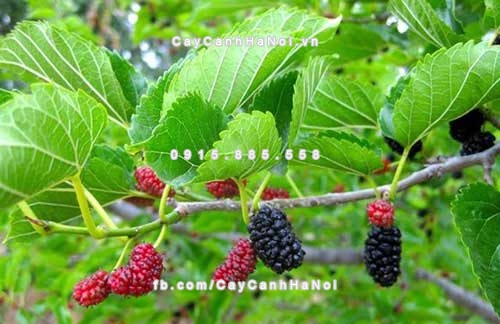 bi-quyet-trong-cay-theo-phong-thuy-de-gia-dinh-yen-am-tien-tai-den-nha-7