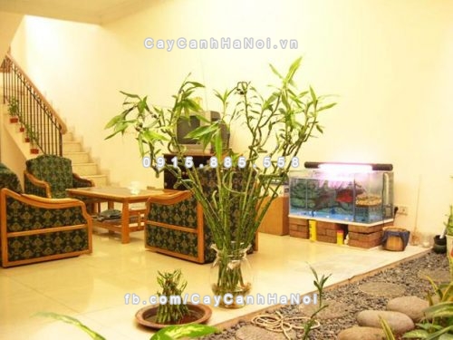 Cách chọn cây xanh tốt xấu theo khoa học phong thủy mà bạn nên biết nếu muốn chơi cây cảnh 2 Cách chọn cây xanh tốt xấu theo khoa học phong thủy