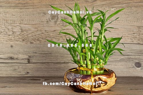 cac-loai-cay-phong-thuy-hay-trong-trong-nha-7