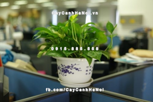 Cách chọn và chăm sóc cây văn phòng tốt nhất cho bạn 1 cach-chon-va-cham-soc-cay-van-phong