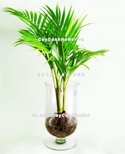 Cây cảnh thanh lọc không khí tốt cho môi trường 2 cay-canh-thanh-loc-khong-khi-2