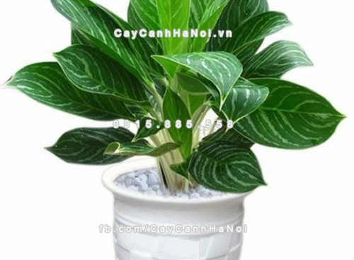 cay-hut-khi-doc-trong-nha-8