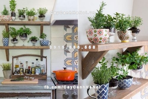 cay-lam-sach-khong-khi-trong-nha-1
