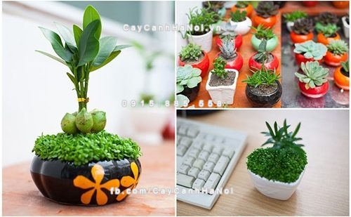 cay canh de ban lam viec mang lai may man 1