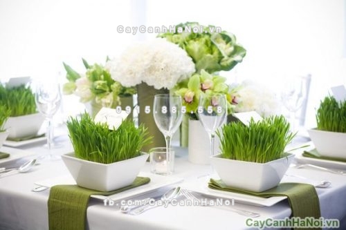 cay-canh-de-ban-lam-viec-tai-ha-noi