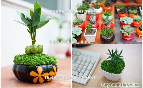 cay-canh-de-ban-lam-viec-tai-ho-chi-minh-1