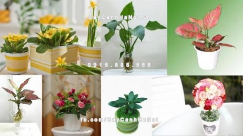 cay-canh-de-ban-lam-viec-tai-ho-chi-minh-2