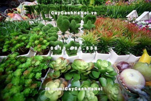 cay canh de ban lam viec tai ho chi minh