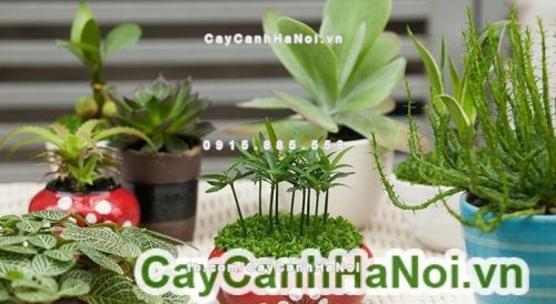 cay canh de ban van phong 1