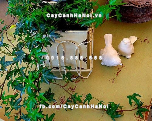 cay-canh-de-song-danh-cho-gia-dinh-1