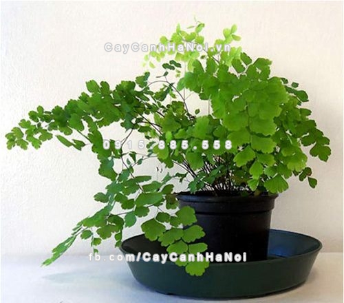 cay-canh-de-song-danh-cho-gia-dinh-2