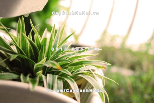 Cây cảnh trồng trong nhà tốt cho sức khỏe 2 cay-canh-de-song-danh-cho-gia-dinh-3