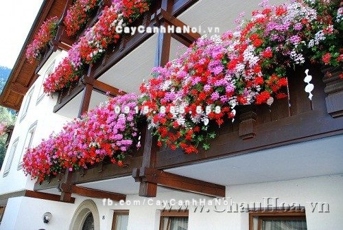 cay-canh-de-song-danh-cho-gia-dinh