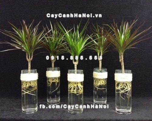 Cây cảnh trồng trong nhà tốt cho sức khỏe 5 cay-canh-de-song-danh-cho-gia-dinh-7