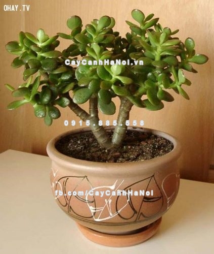 Bộ sưu tập cây cảnh đẹp mang may mắn cho gia đình 2 cay-canh-dep-mang-may-man-cho-gia-dinh-2