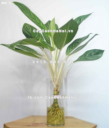 Bộ sưu tập cây cảnh đẹp mang may mắn cho gia đình 3 cay-canh-dep-mang-may-man-cho-gia-dinh-4