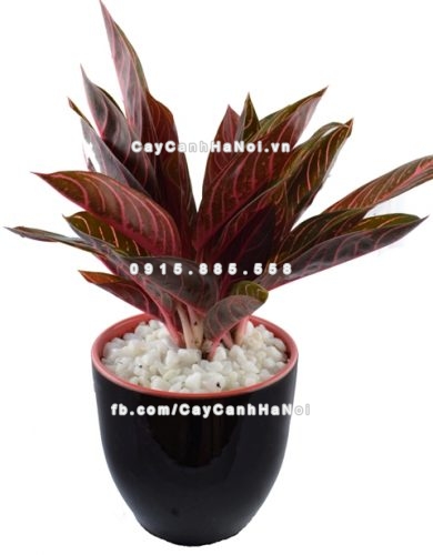 Mua cây cảnh gia tăng tài lộc trên bàn làm việc ở đâu 3 cay-canh-gia-tang-tai-loc-tren-ban-lam-viec-1