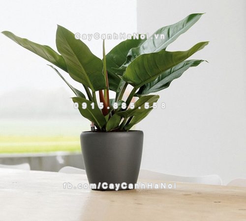 Mua cây cảnh gia tăng tài lộc trên bàn làm việc ở đâu 2 cay-canh-gia-tang-tai-loc-tren-ban-lam-viec