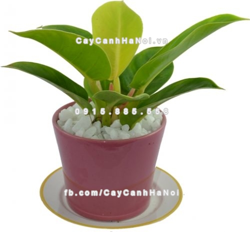 Mua cây cảnh gia tăng tài lộc trên bàn làm việc ở đâu 1 cay-canh-gia-tăng-tai-loc-tren-ban-lam-viec-3